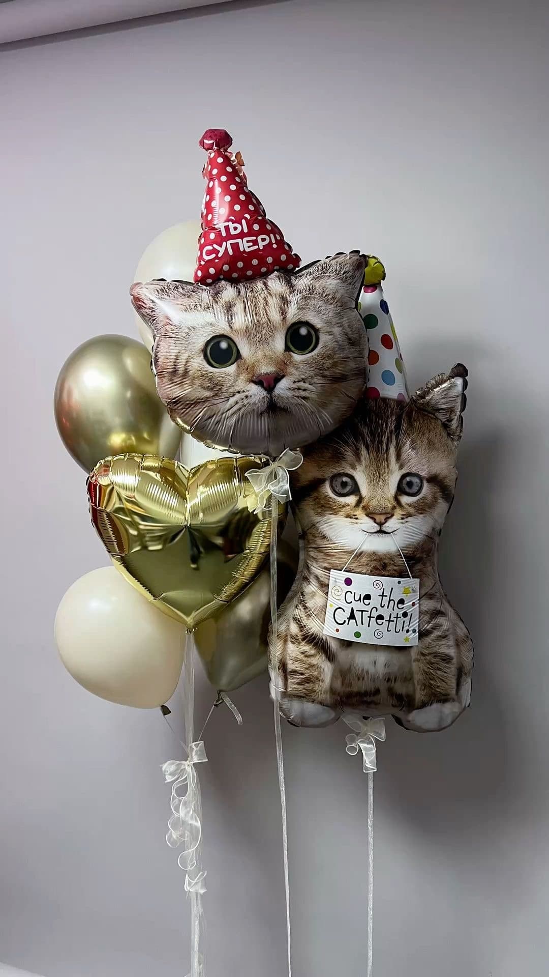 Котики в колпаках