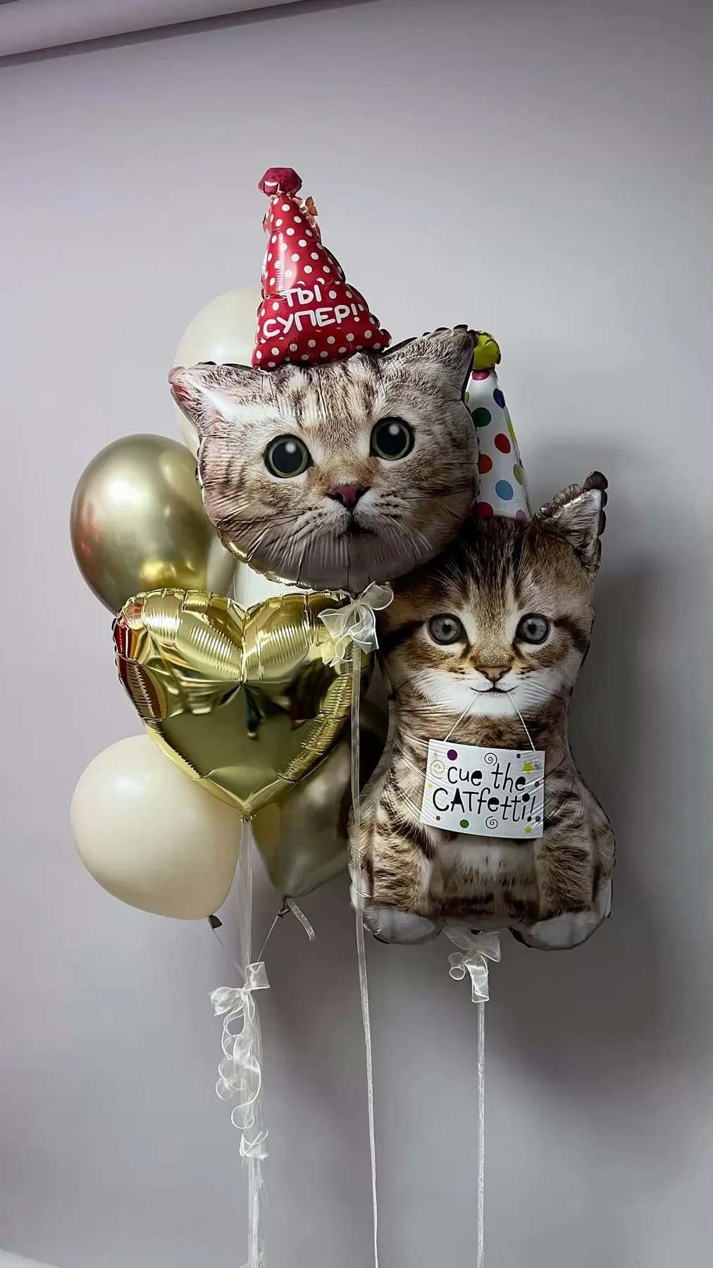 Котики в колпаках